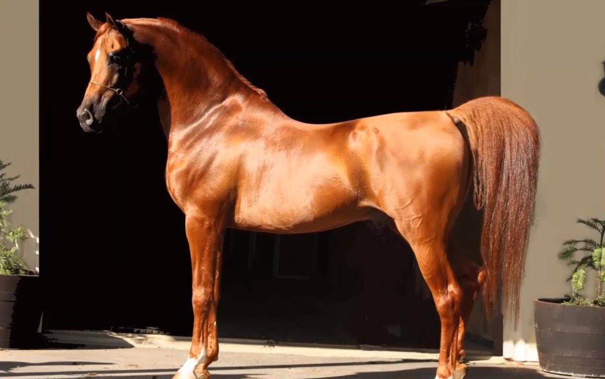 Арабская порода лошадей сиглави