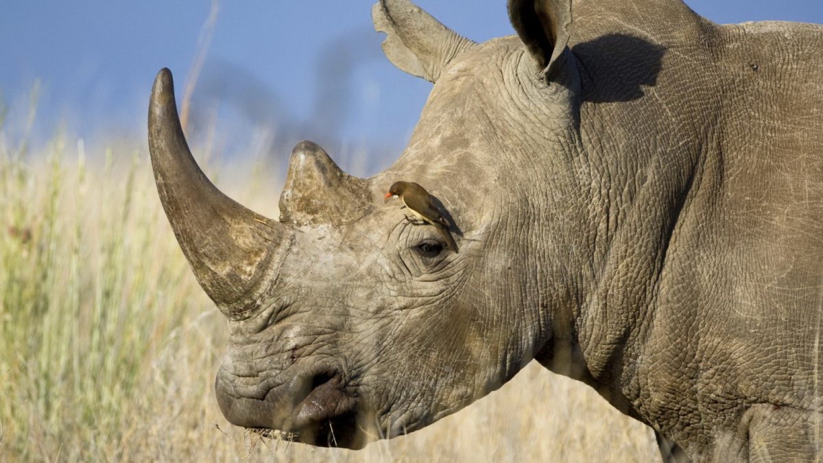 Африканский черный носорог