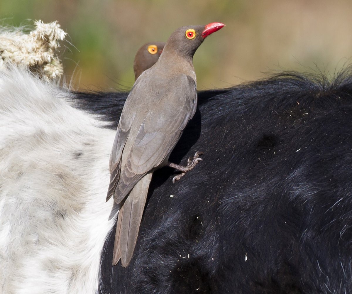 Птицы волоклюи