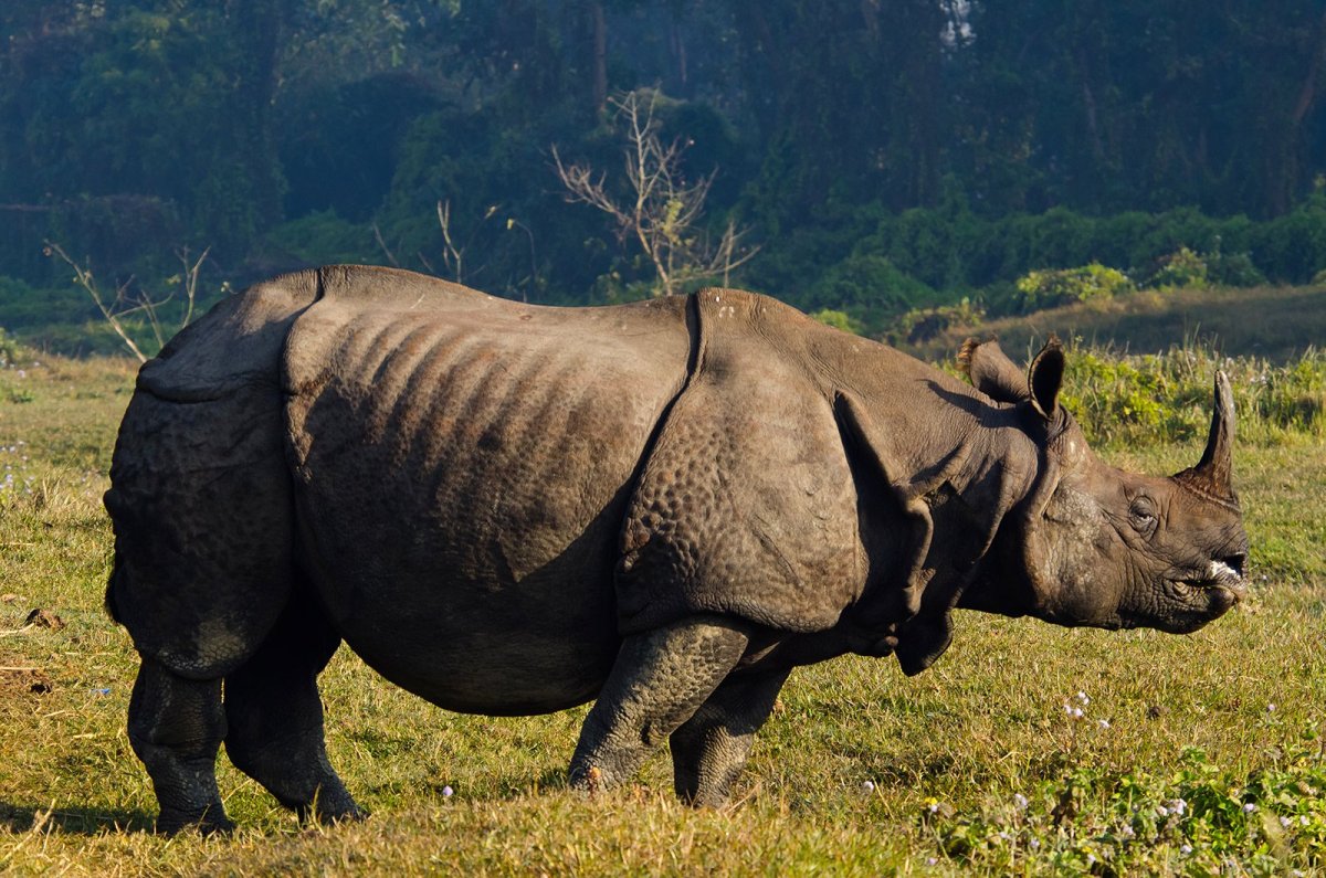 Носорог в Непале
