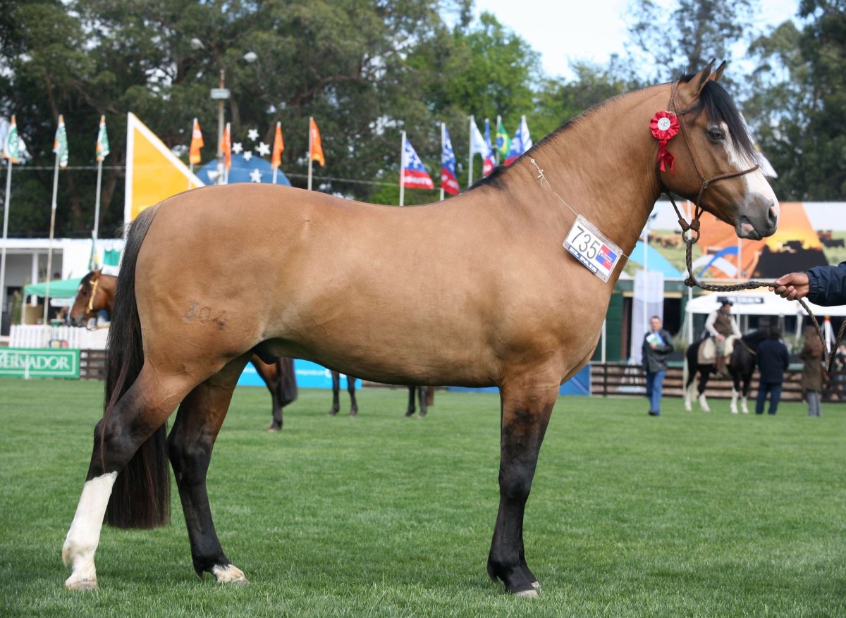 Аргентинский Криолло лошадь