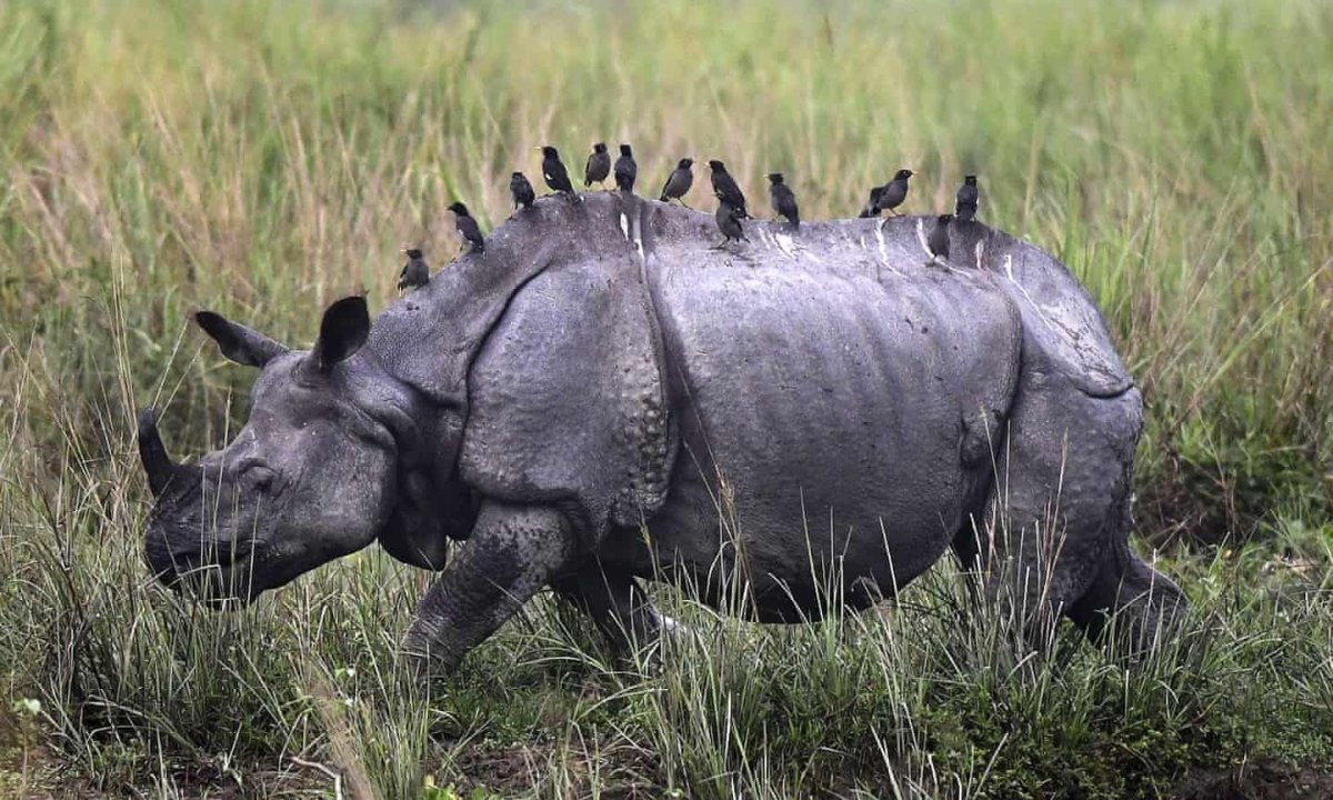 Протокооперация носорог