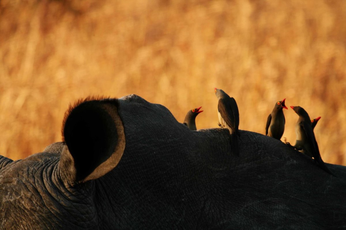 Птички волоклюи
