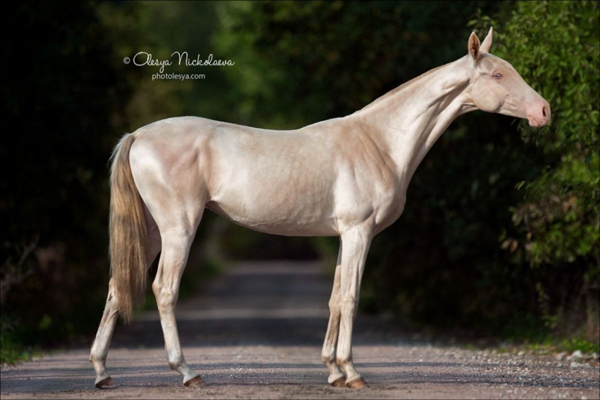 Миша лошадь