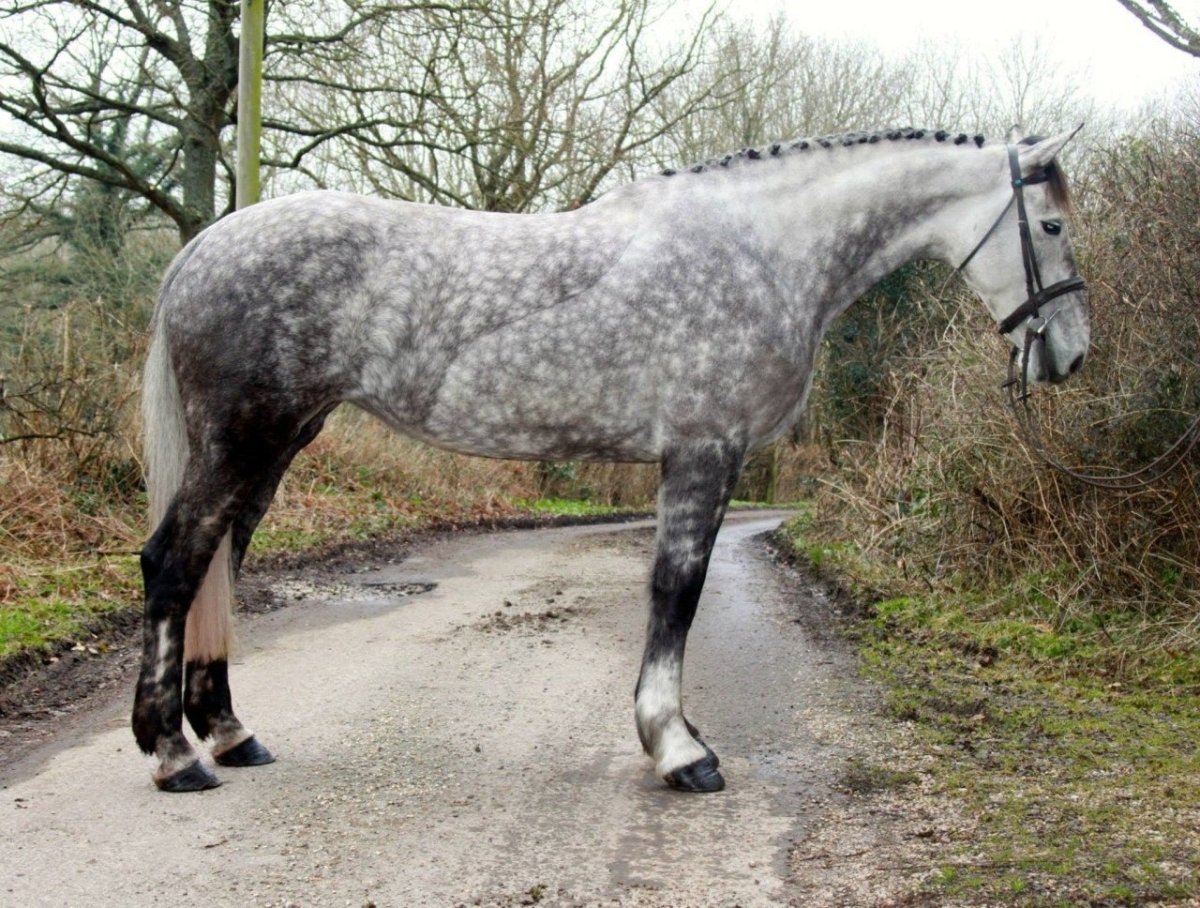 Гунтер (порода лошадей)