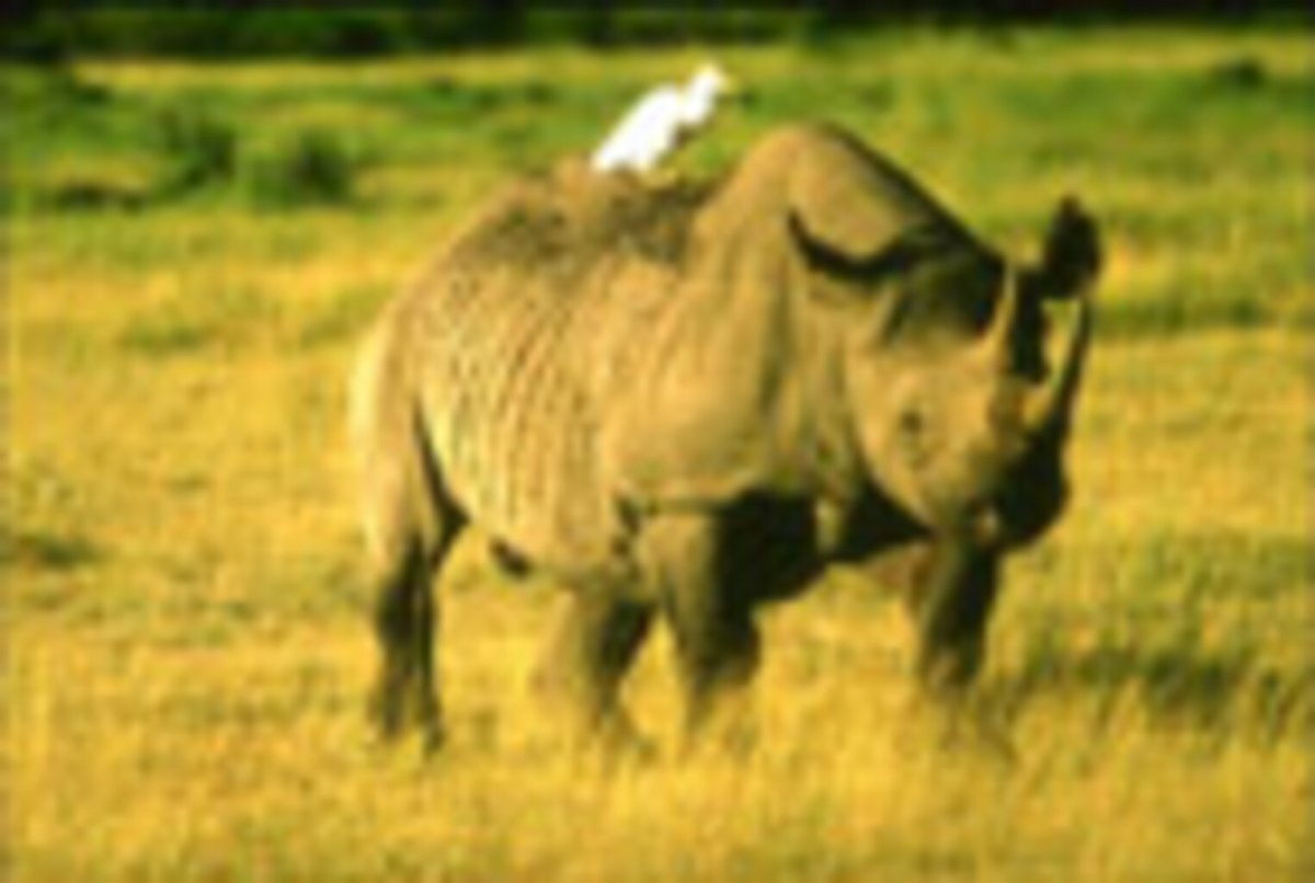 Широконосый носорог