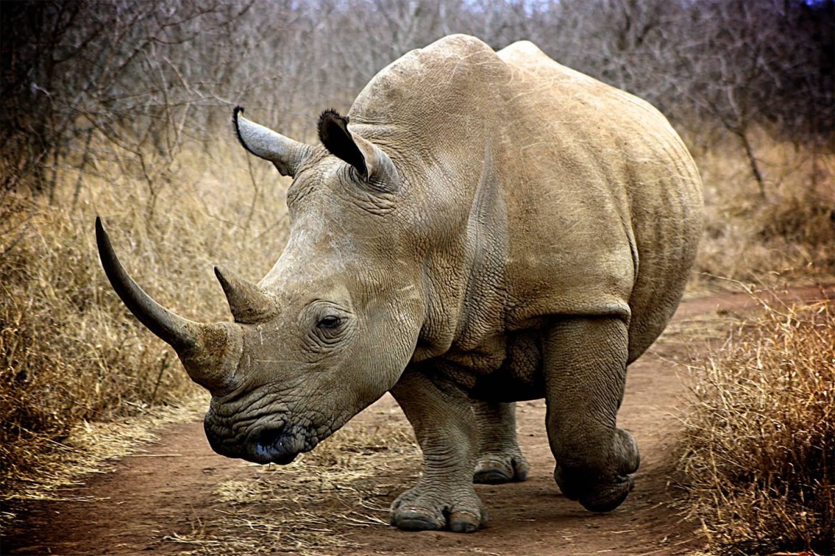 Воловьи птицы и носорог