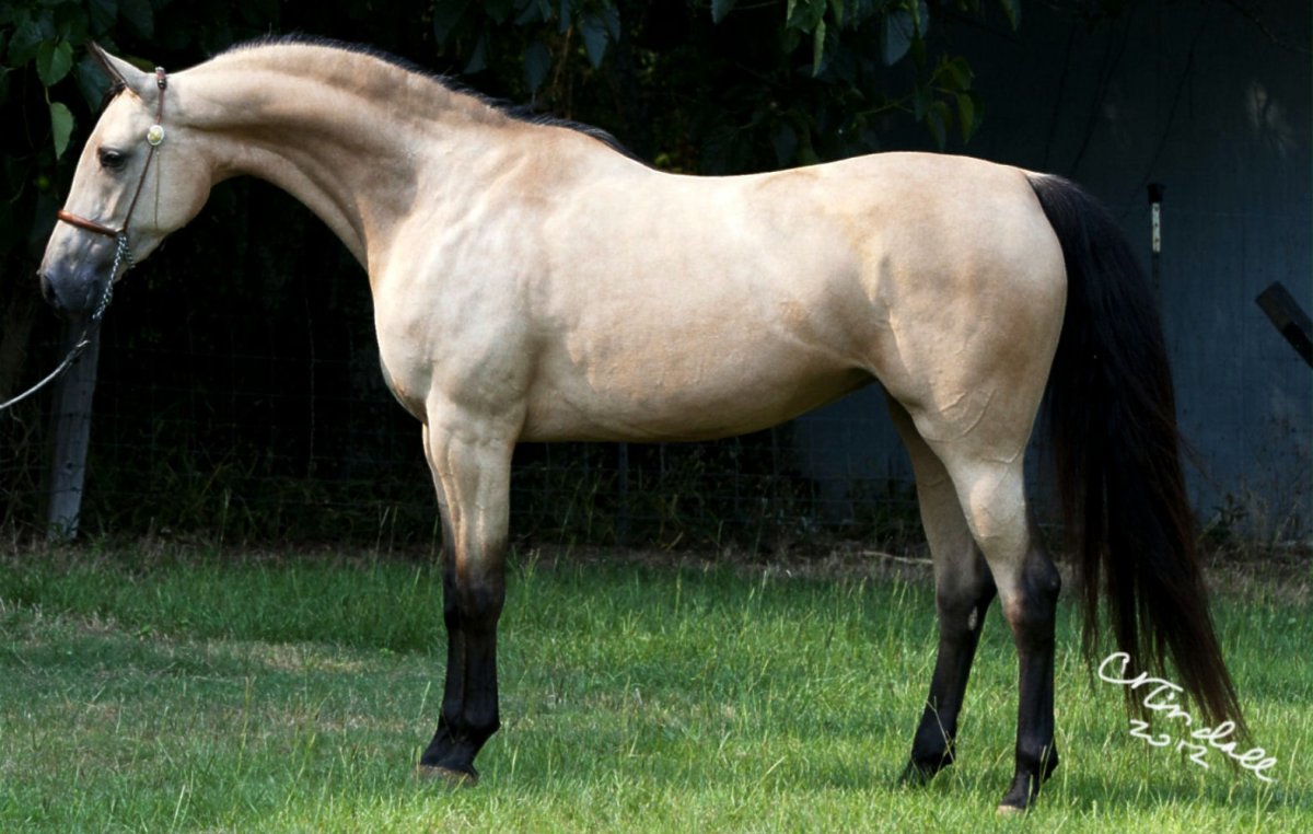 Липицианская порода лошадей