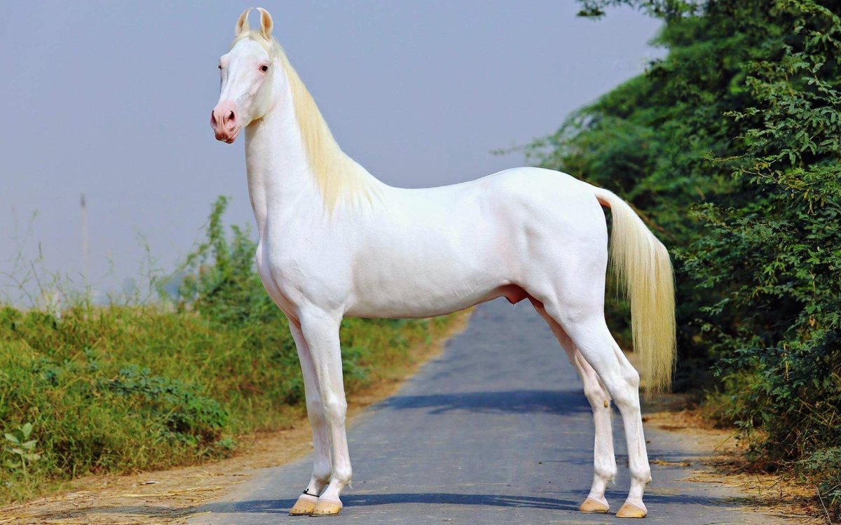 Пегий марвари