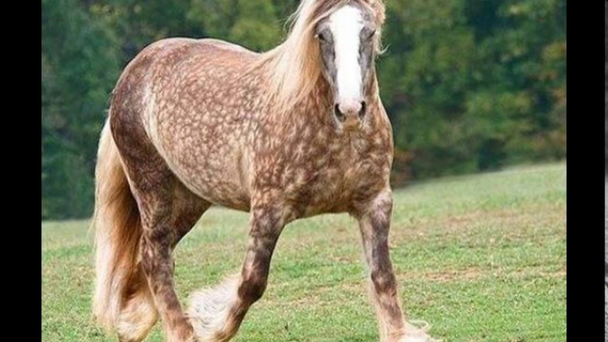 Шайр Буланый Сабино