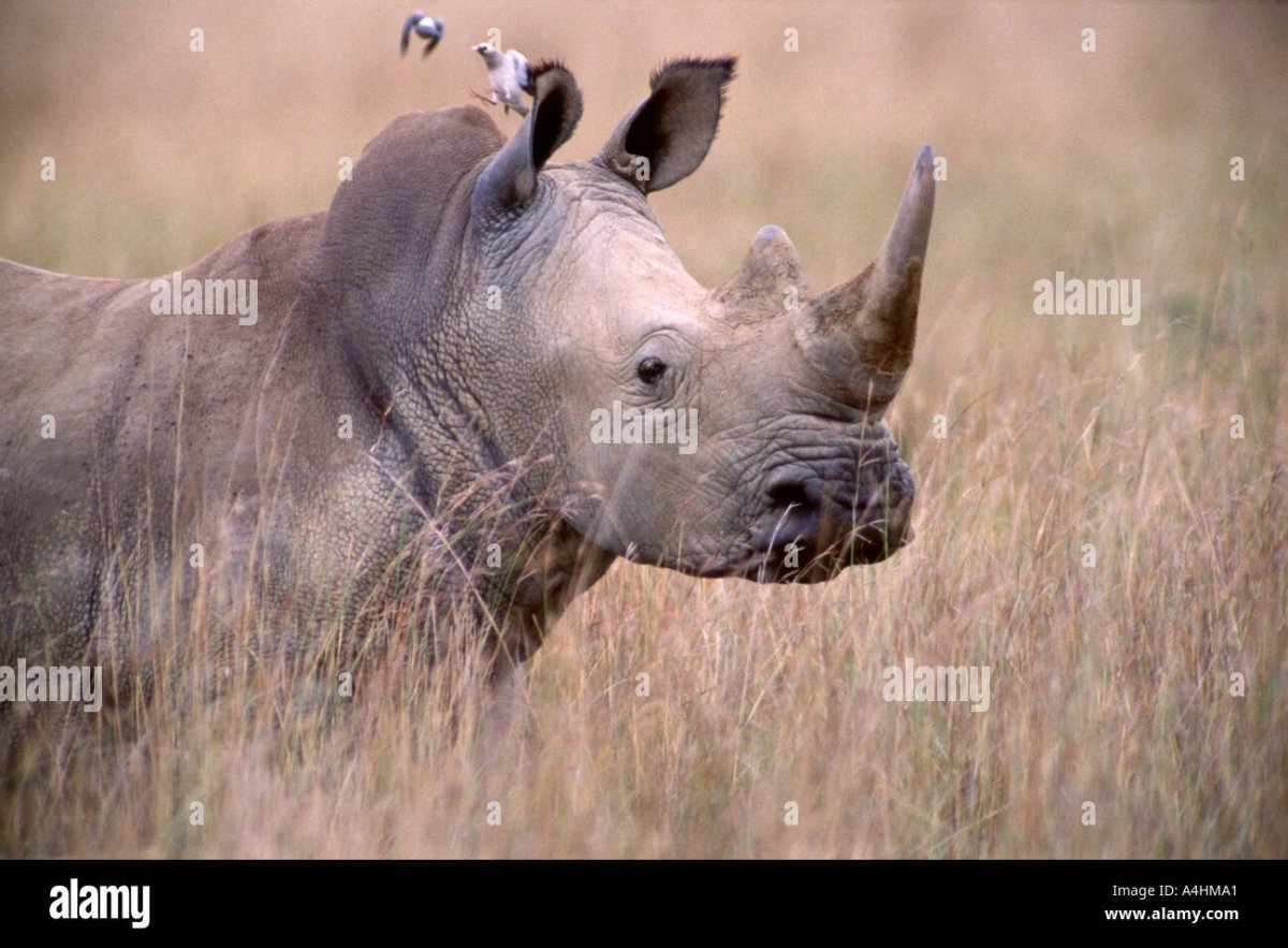 Воловьи птицы и носорог