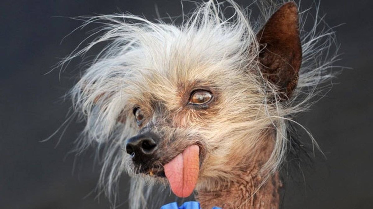 Чихуахуа китайская хохлатая