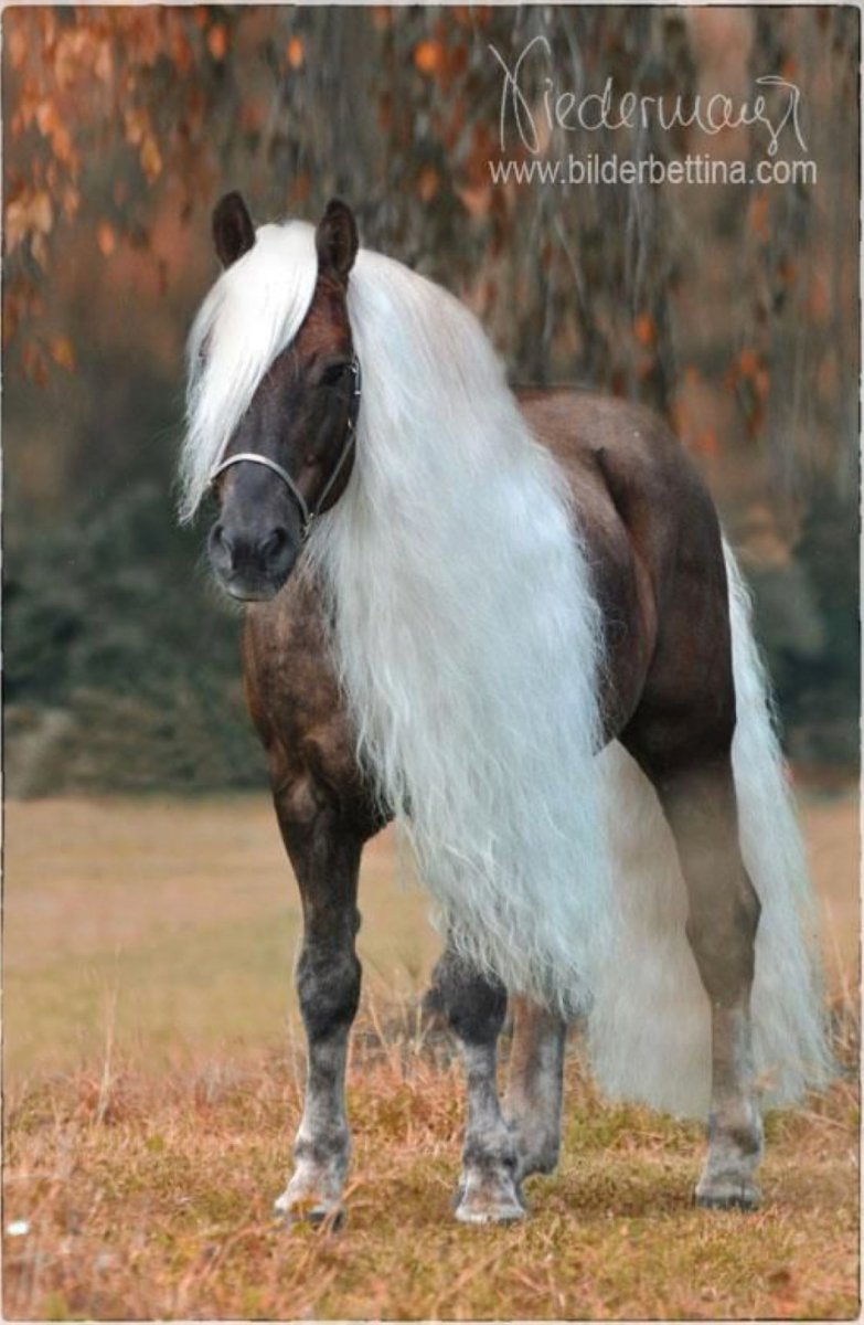 Хафлингер вороной