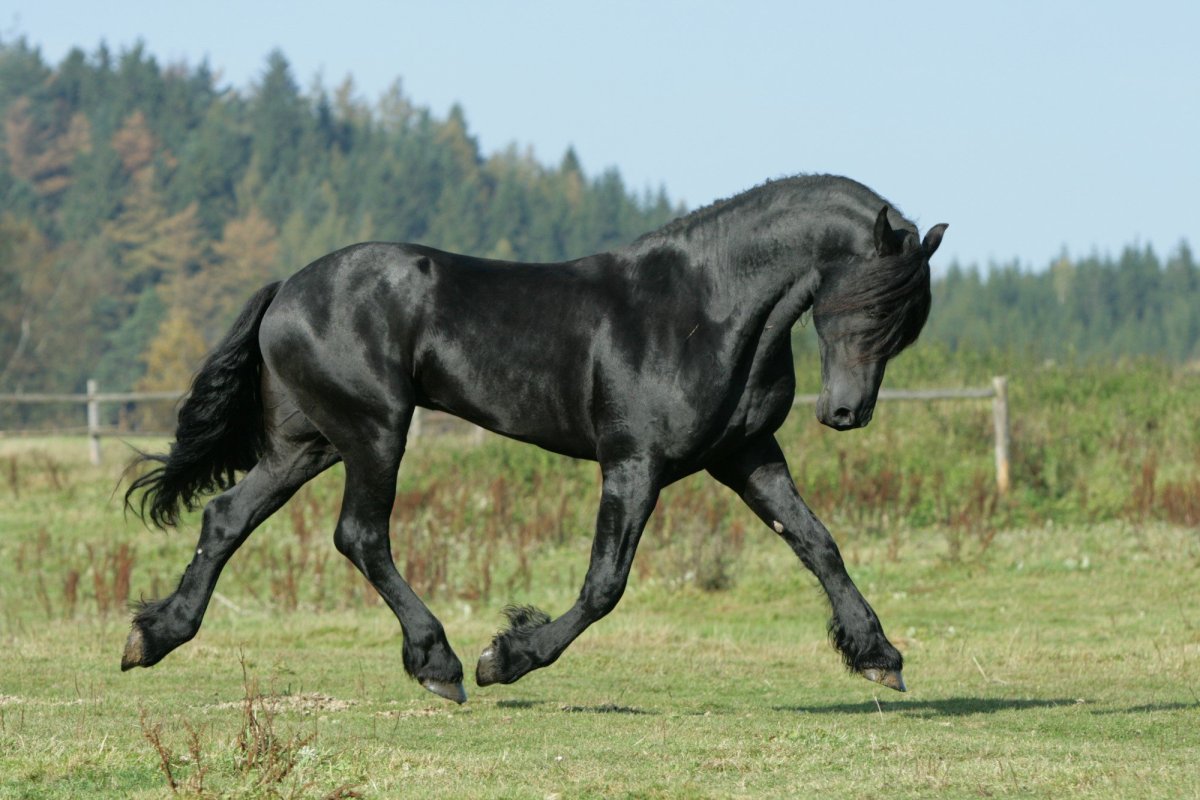 Самая быстрая и выносливая лошадь