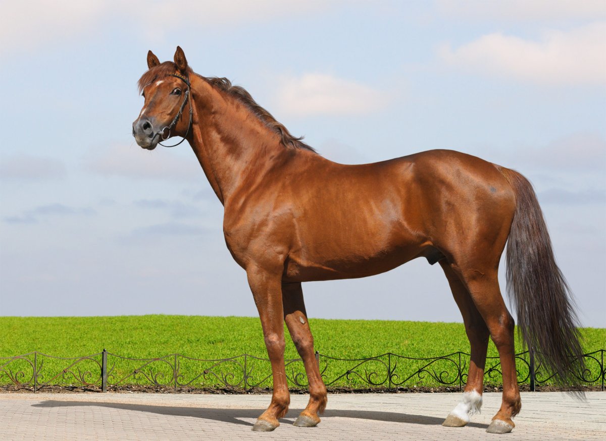 Донской рысак