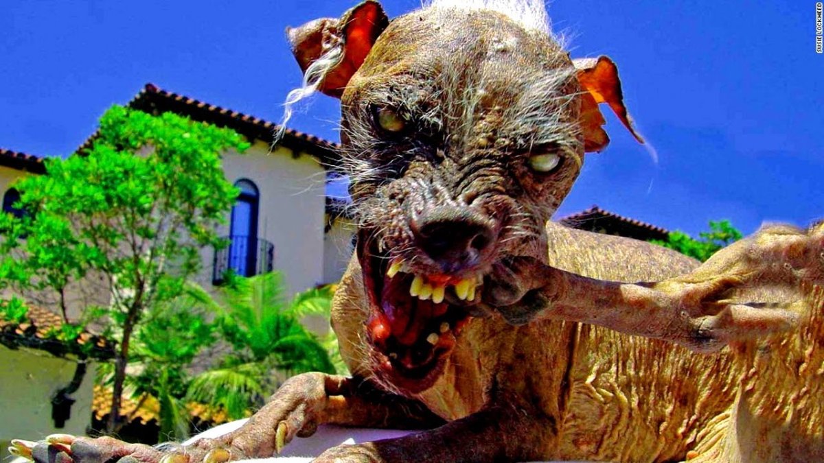 Китайская хохлатая сутулая