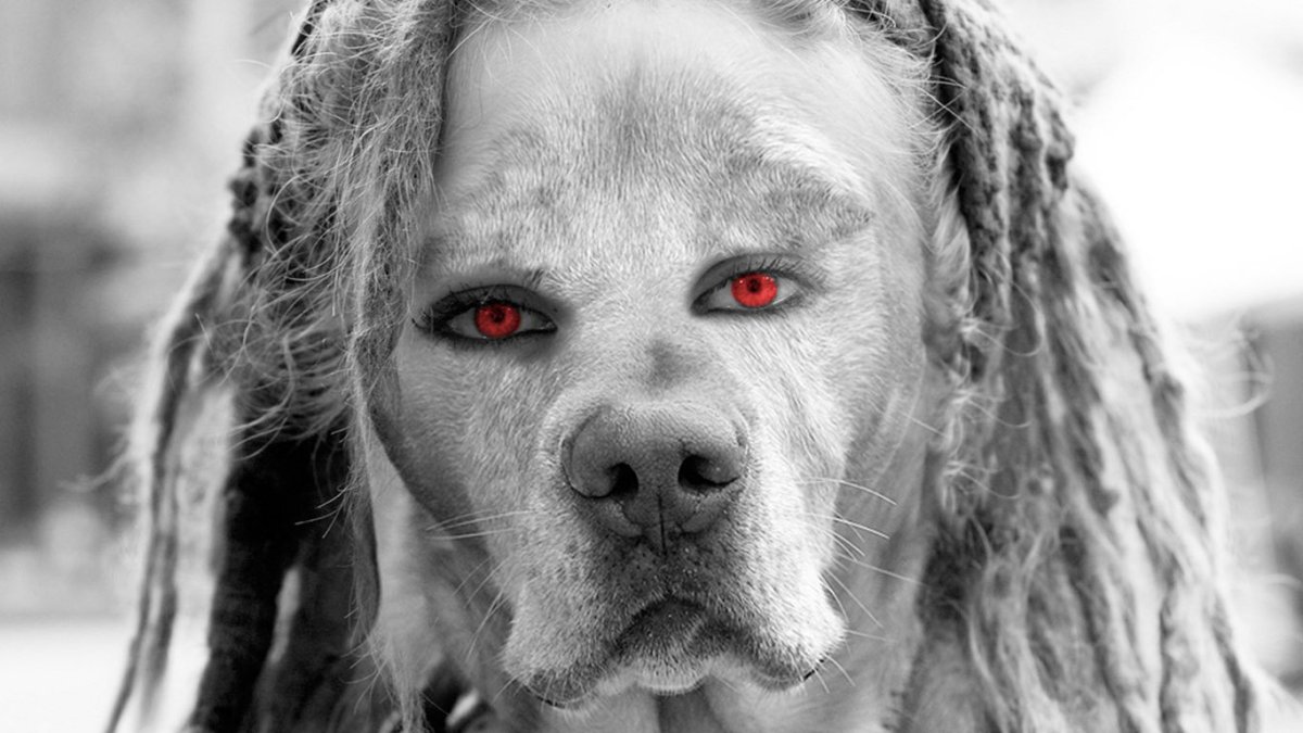 Собака с человеческим взглядом