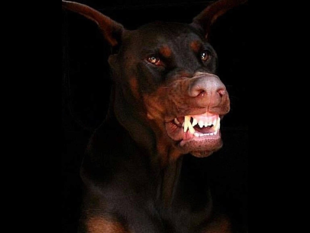 Собака Доберман злая собака