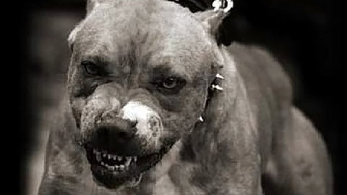 Страшные собаки бойцовых в воздухе