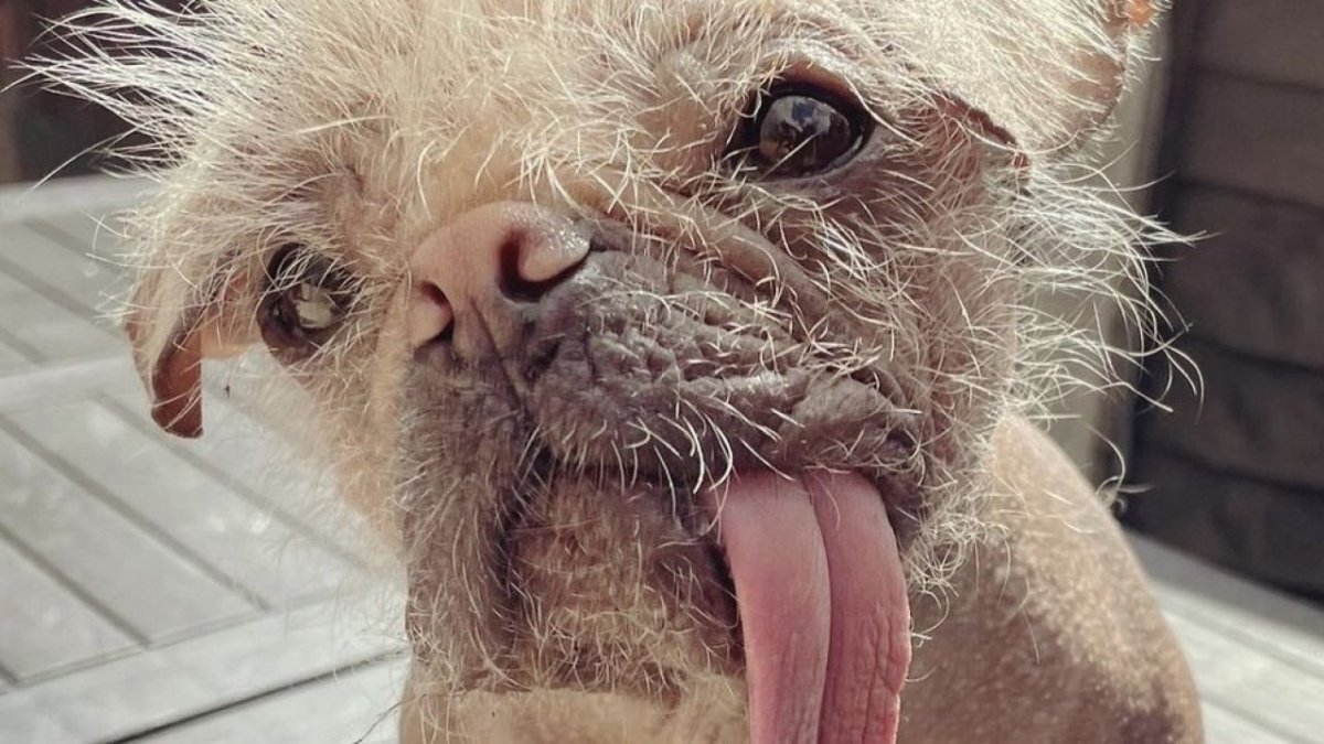 Самая некрасивая собака