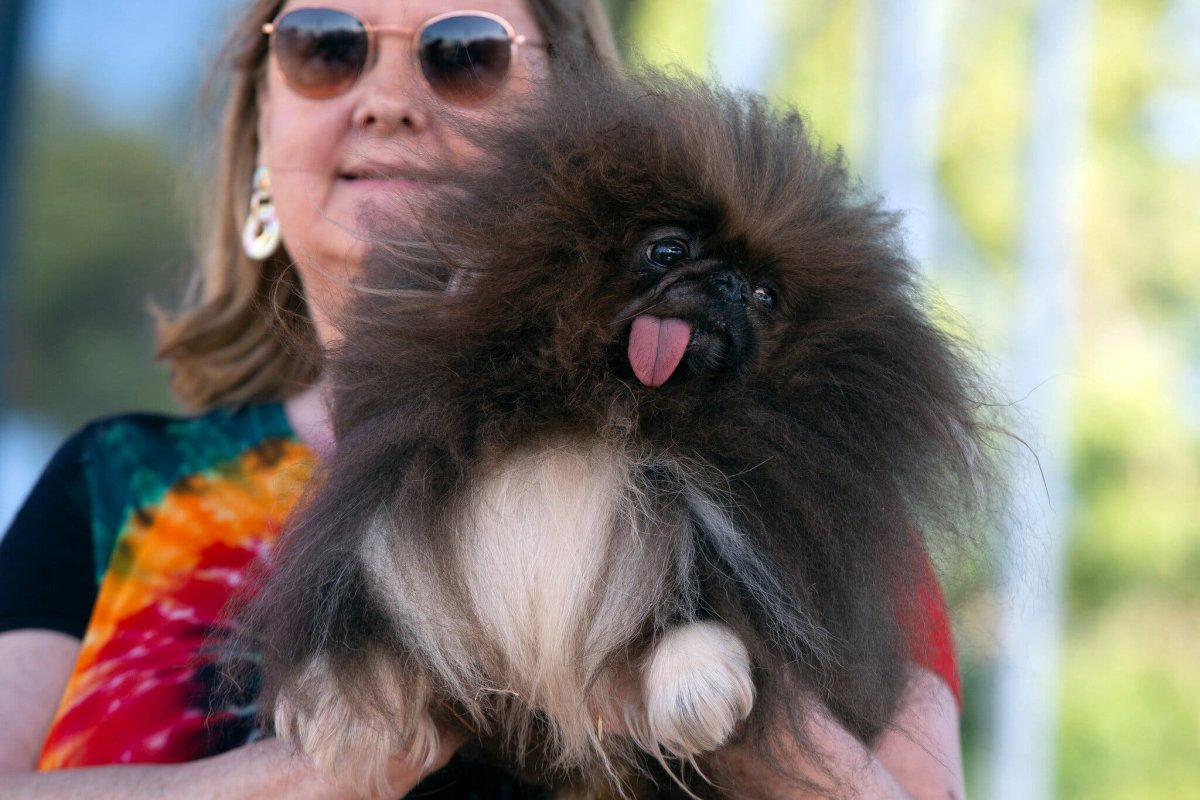Самая уродливая собака в мире
