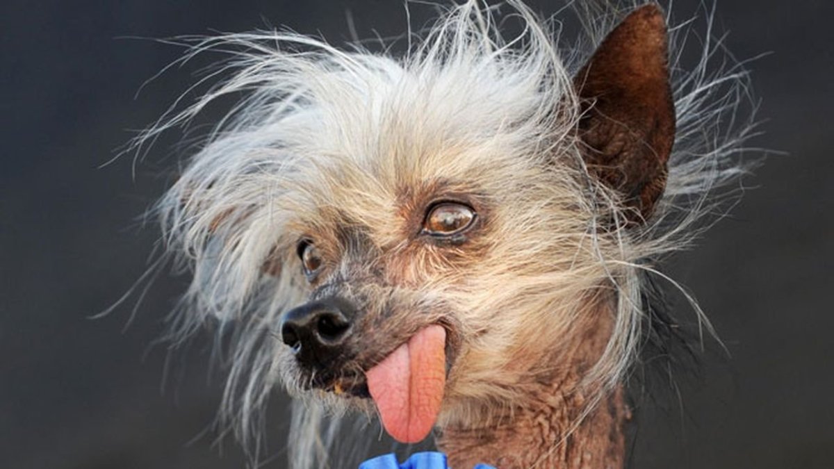 Китайская хохлатая собака страшная