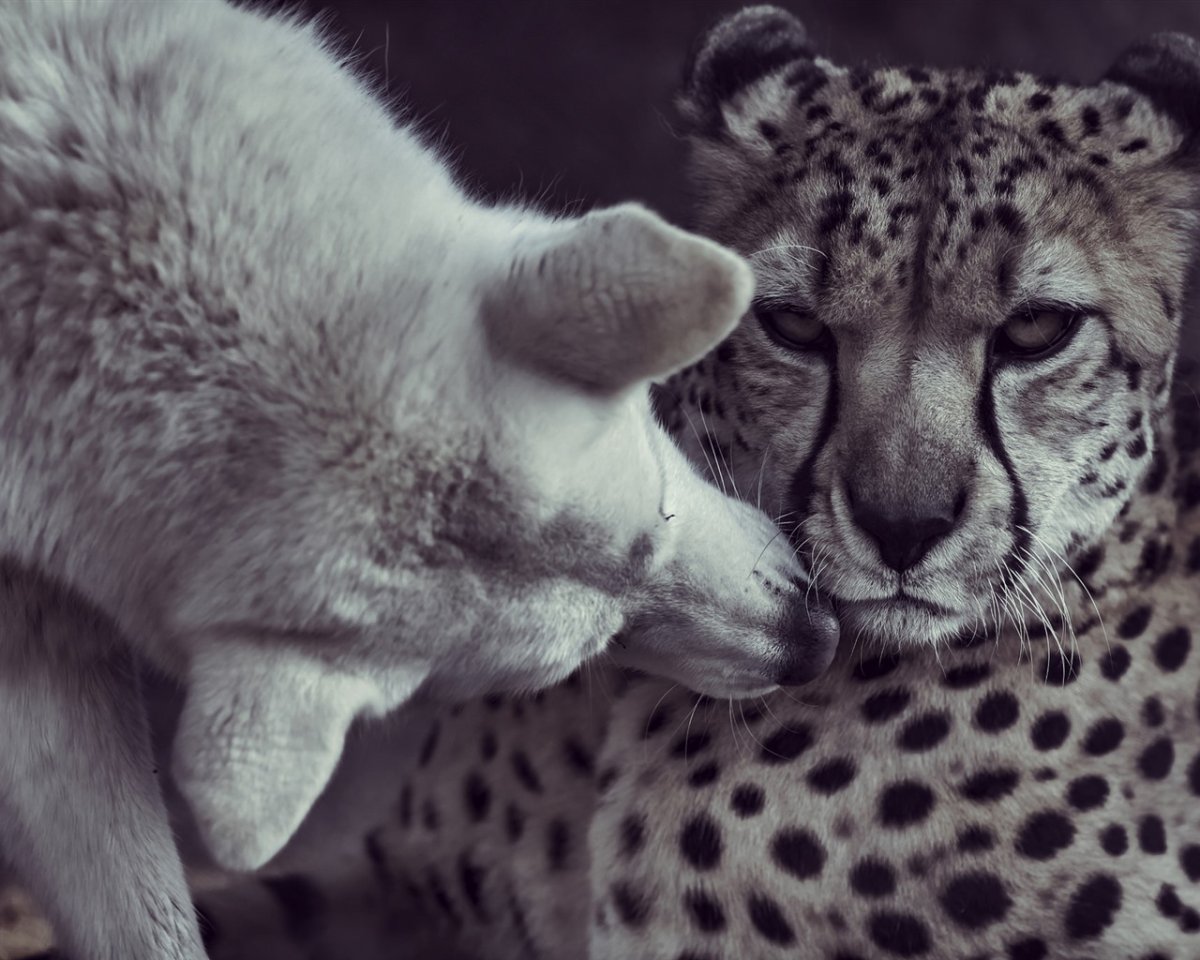 Леопард и волк