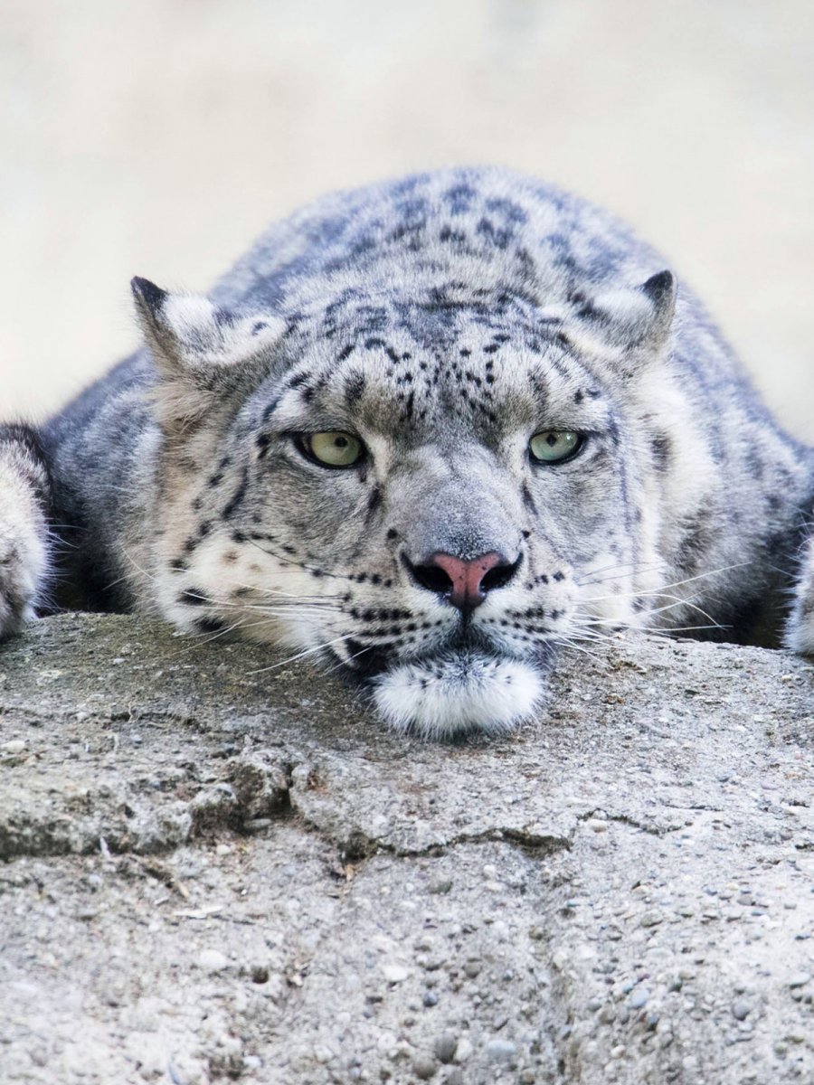 Крадущийся Ирбис