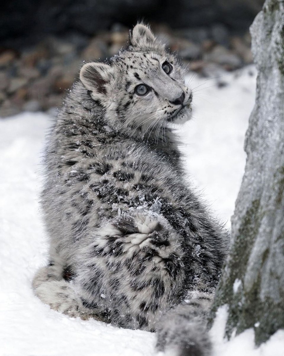 Джунгарские Барсы