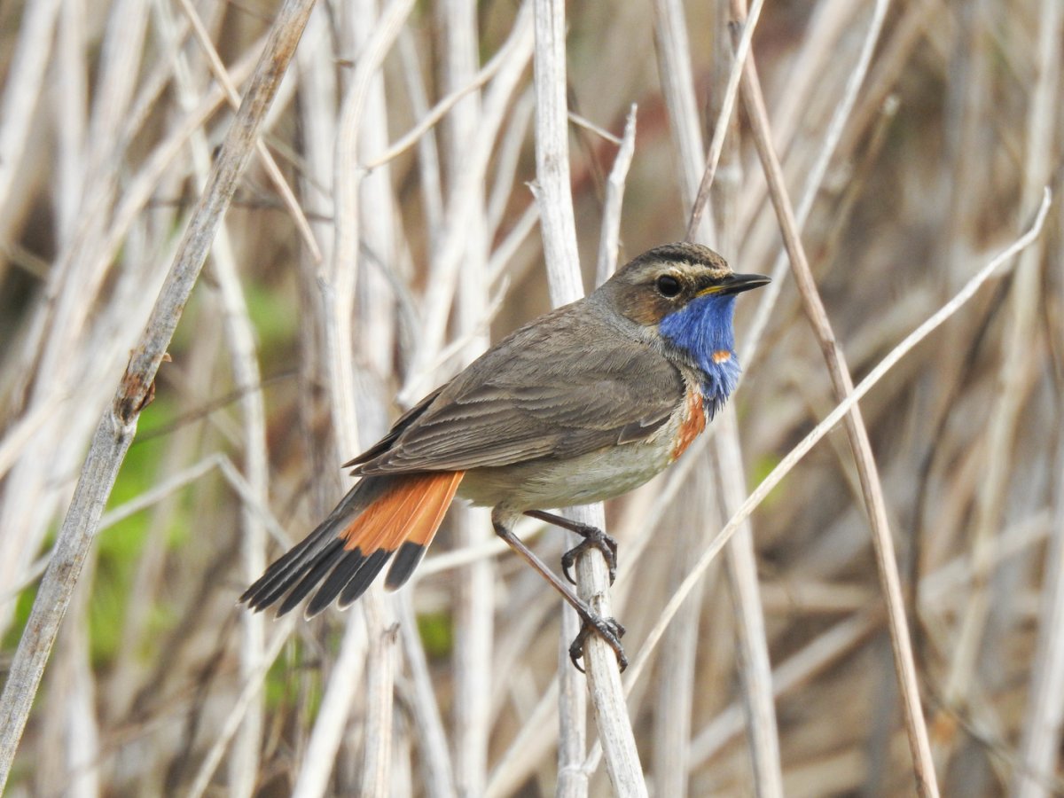 Варакушка самец и самка