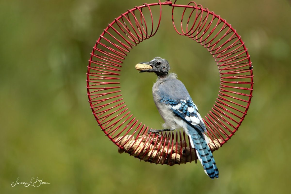 Птицы с необычными хвостами