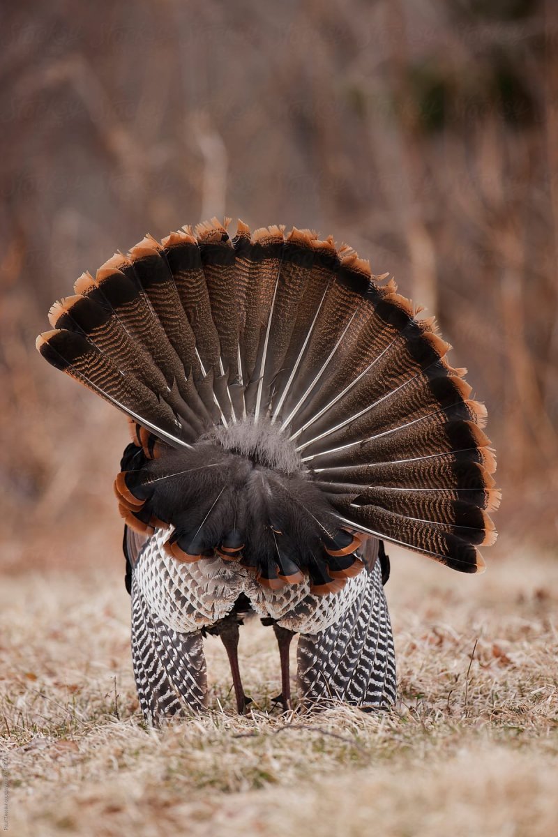 Хвост птицы