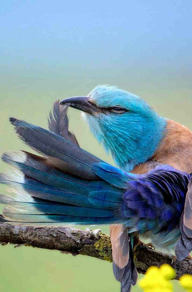 Желто синяя птица