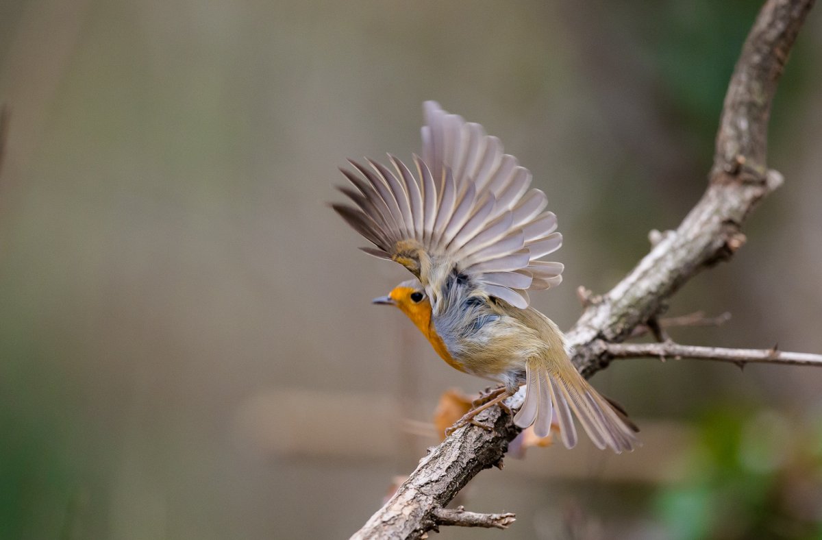 Птица с длинным хвостом веером