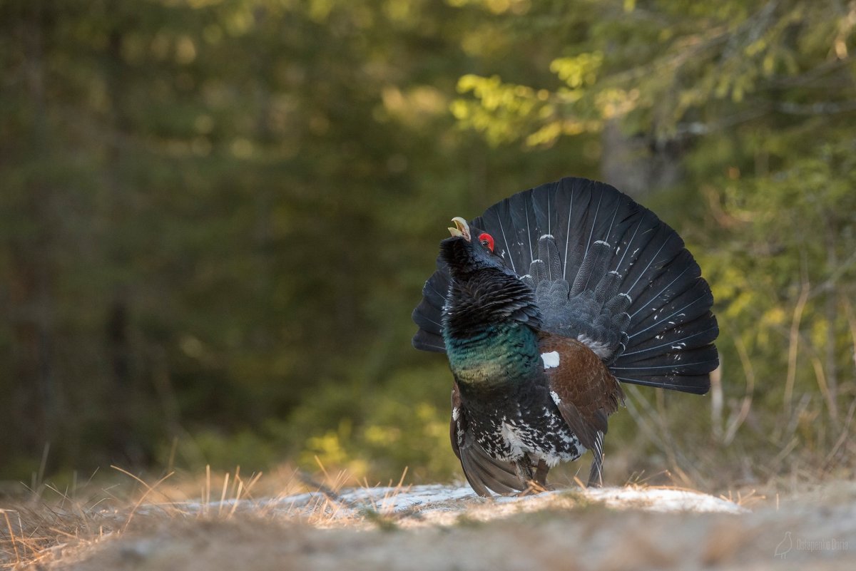 Ильменский заповедник Глухарь