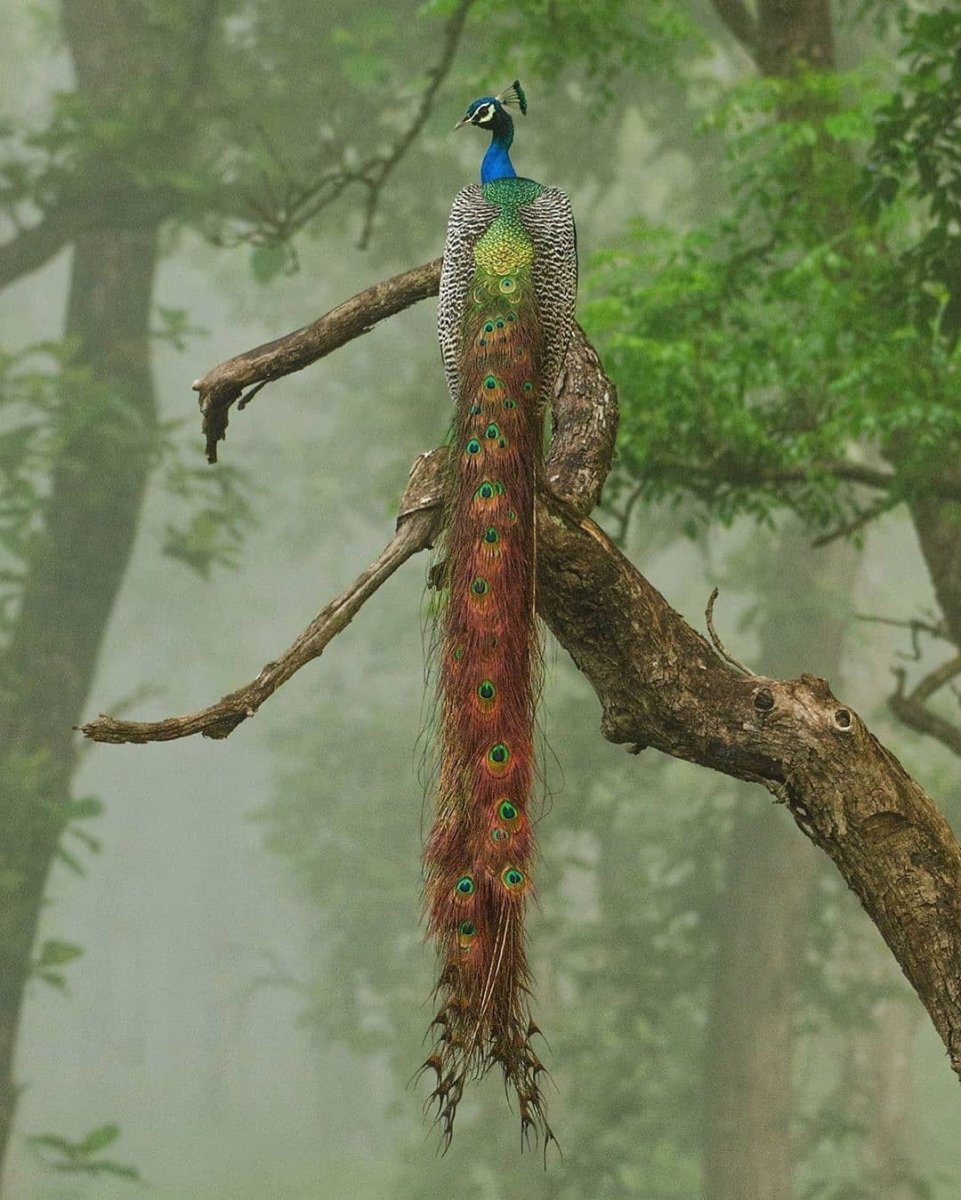 Птица с хвостом веером