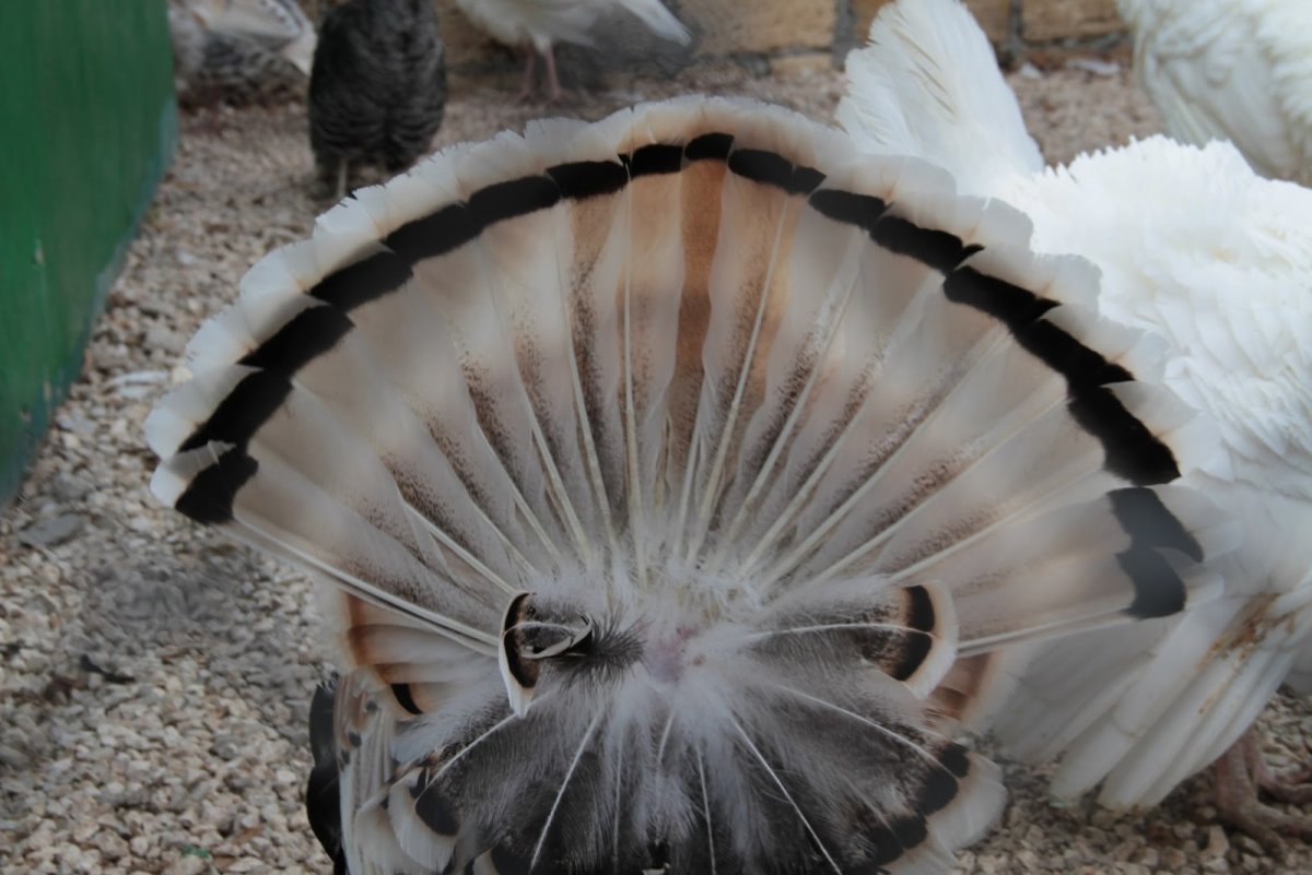 Королевская Пальма индюки