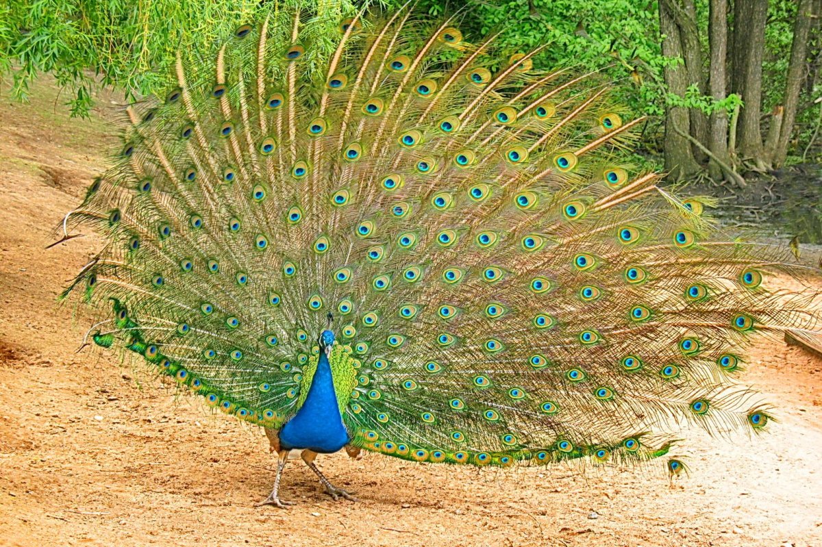 Птица с красивым хвостом веером