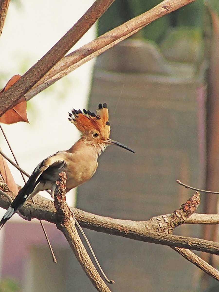Птица с когтями на крыльях