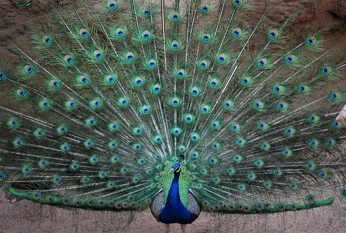 Павлин индийский обыкновенный