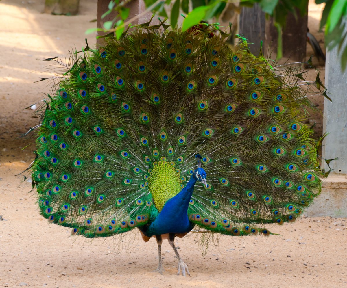 Яванский Павлин