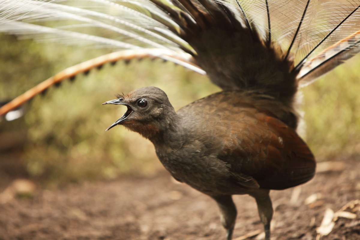 Лирохвост в Австралии
