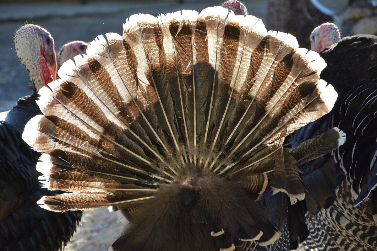 Птица с веером