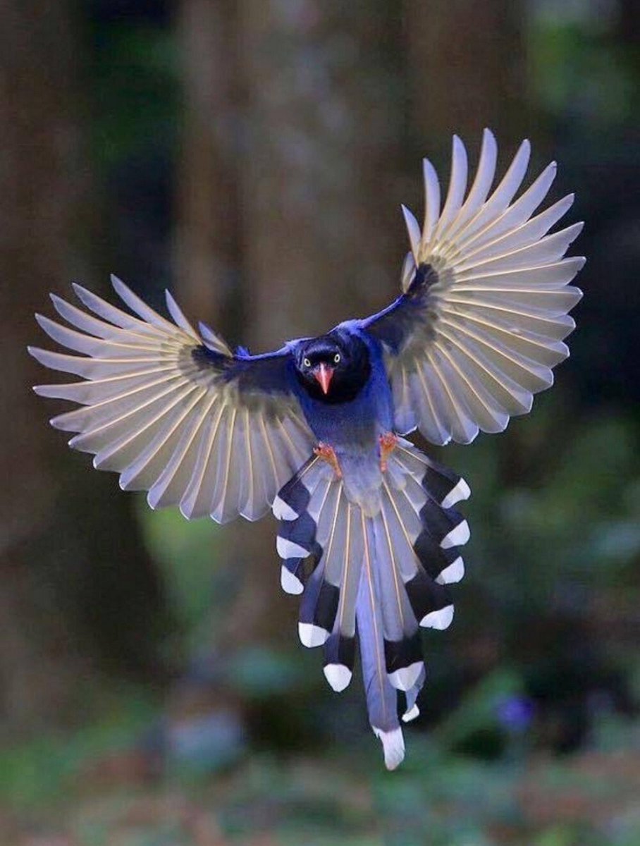 Толстоклювая Лазаревая соцка