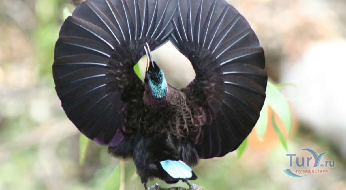 Птица паротия Берлепша