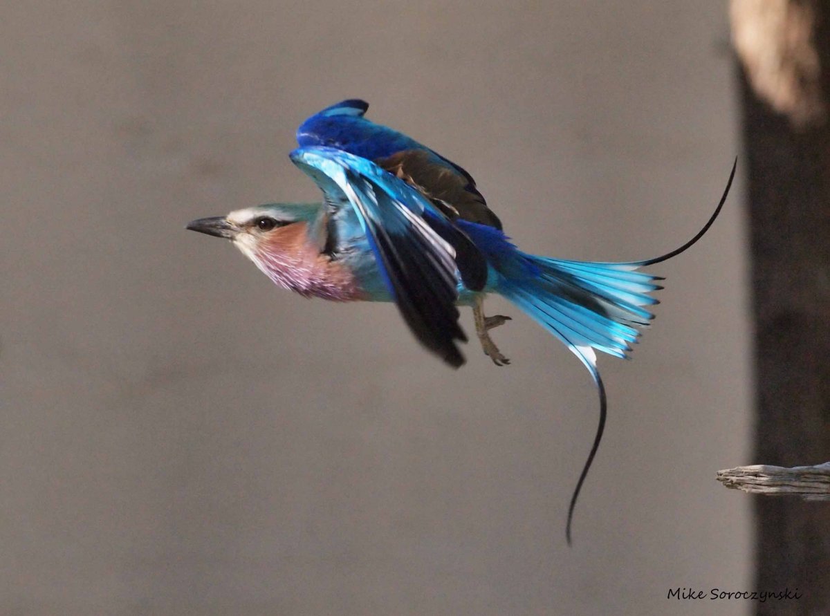 Птица с синими перьями