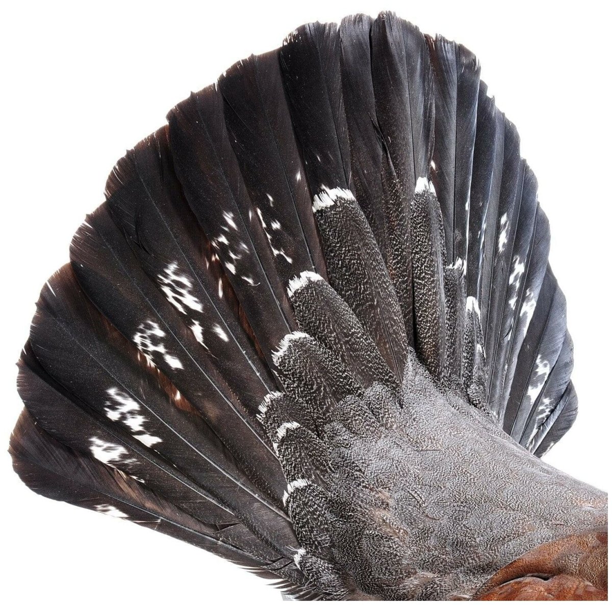 Чучело глухаря