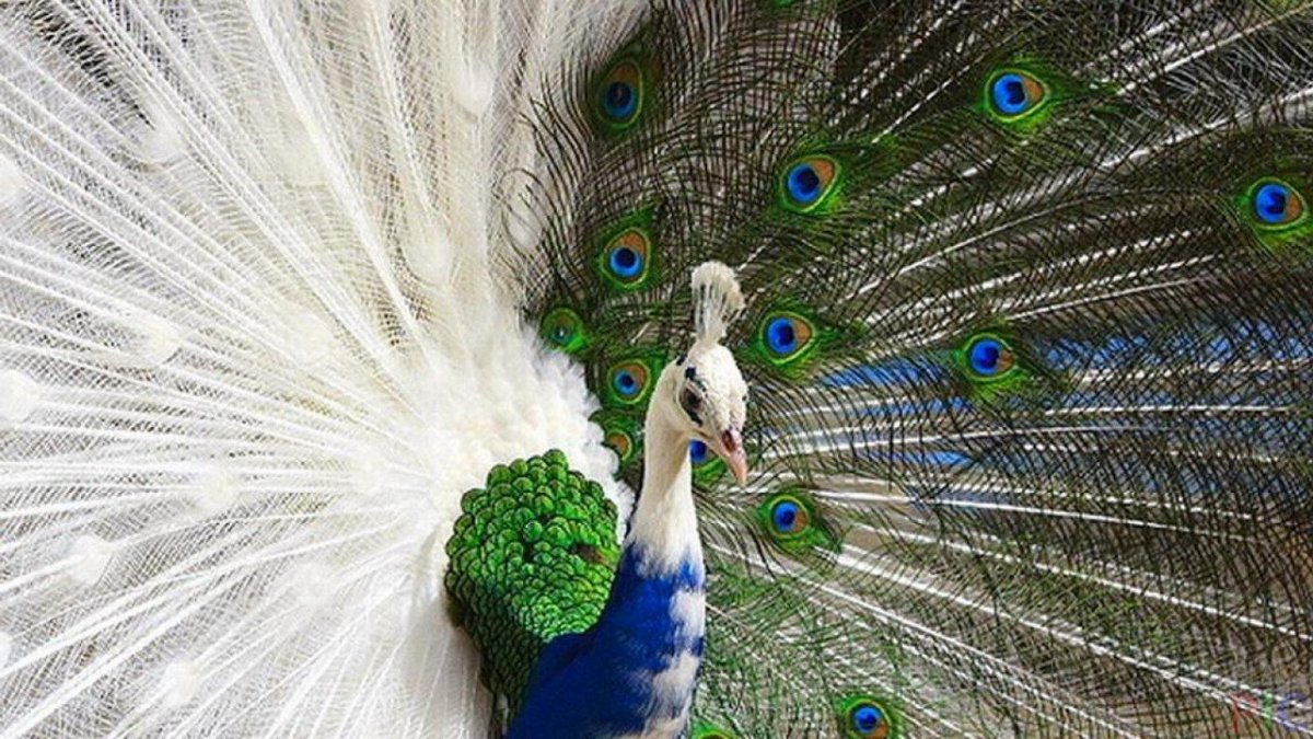 Павлин яванский альбинос