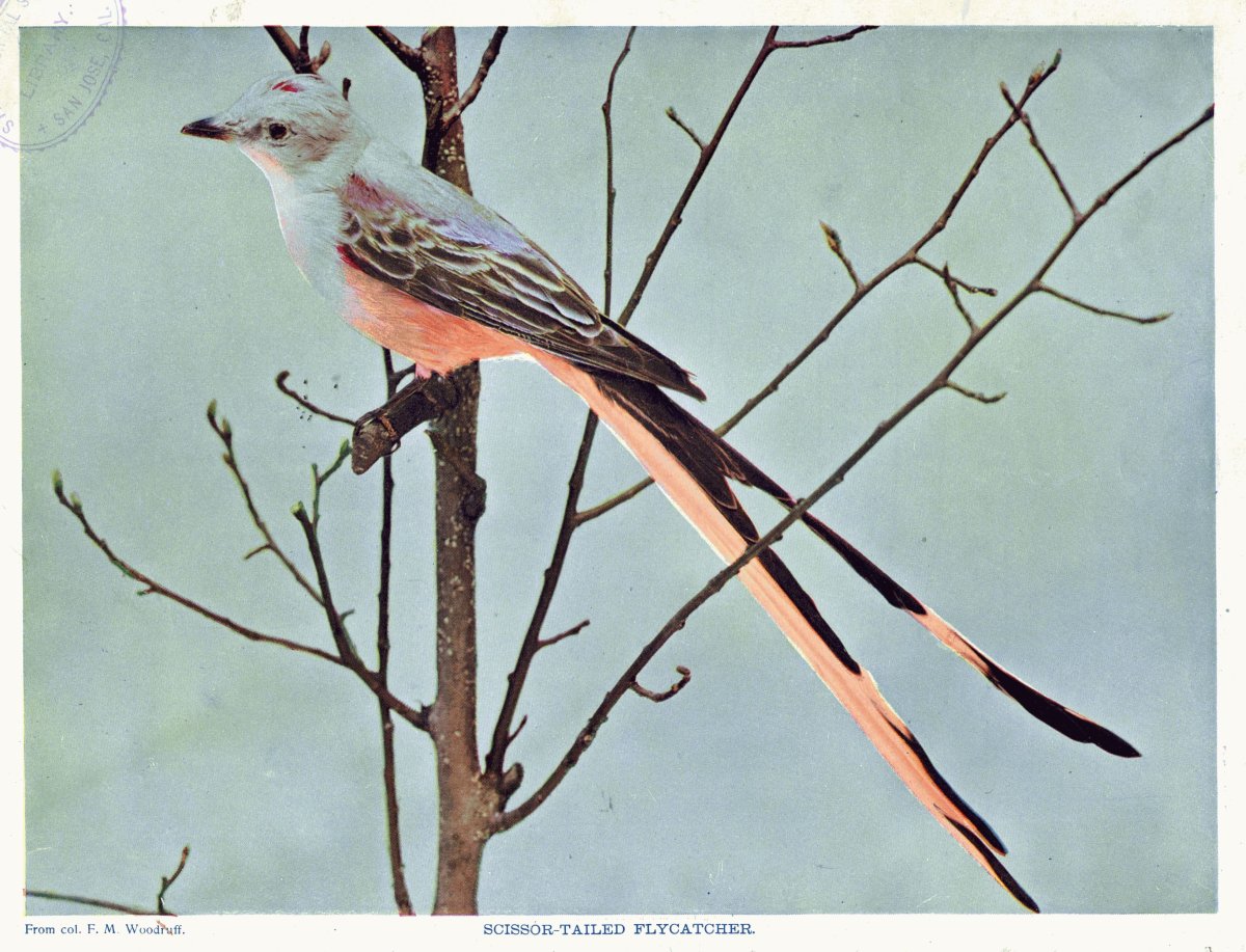 Сокотранский длиннохвостый скворец