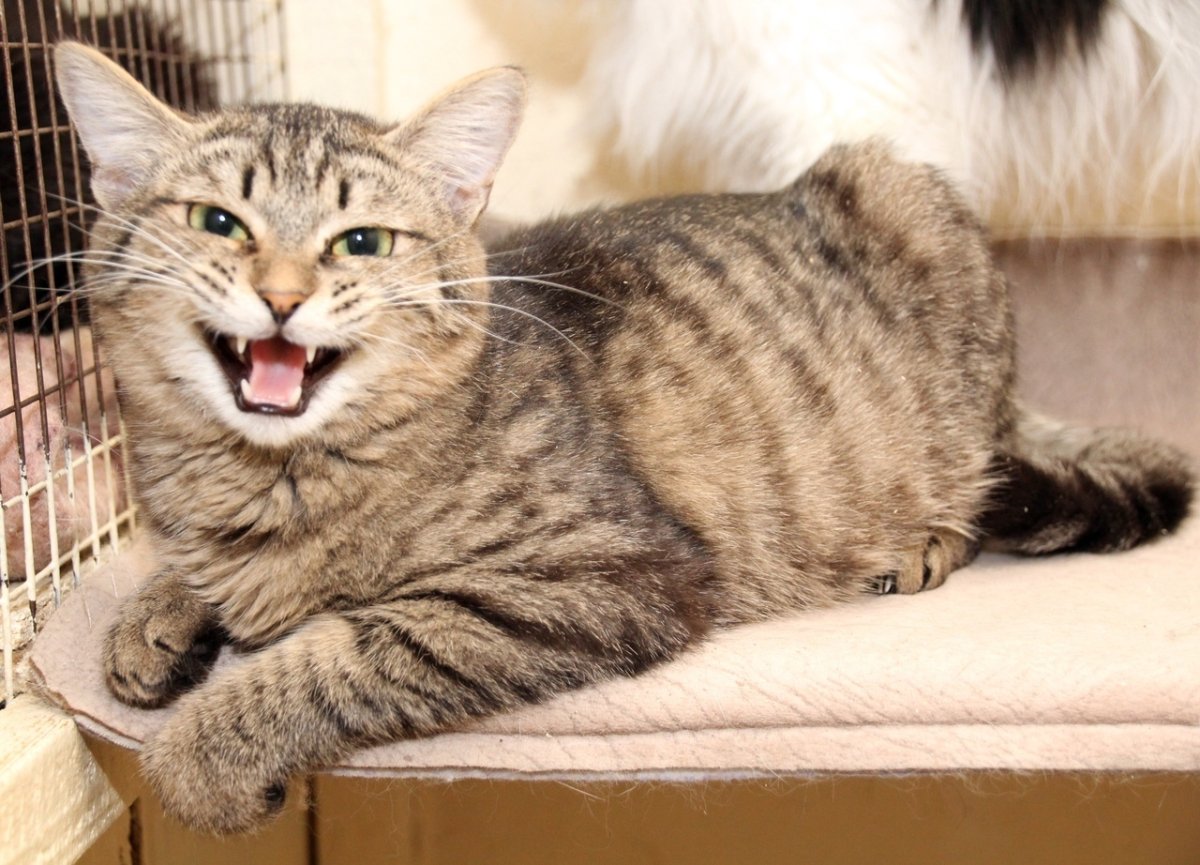 Большой тигровый кот